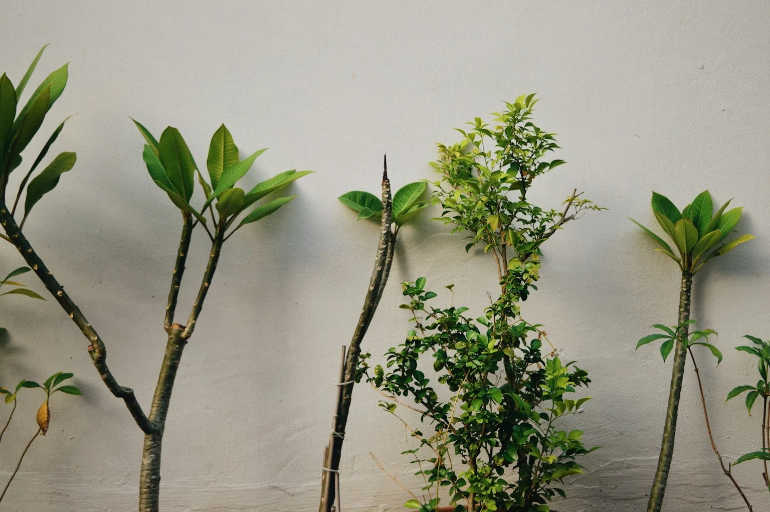 Tropical greenery growing beside a sunlit cream wall in Tiong Bahru.